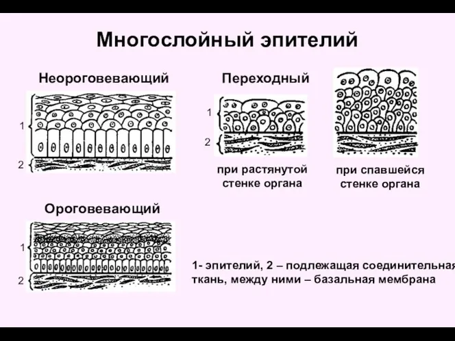 Ороговевающий Неороговевающий Переходный при растянутой стенке органа при спавшейся стенке органа 1-