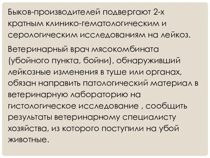 Быков-производителей подвергают 2-х кратным клинико-гематологическим и серологическим исследованиям на лейкоз. Ветеринарный врач