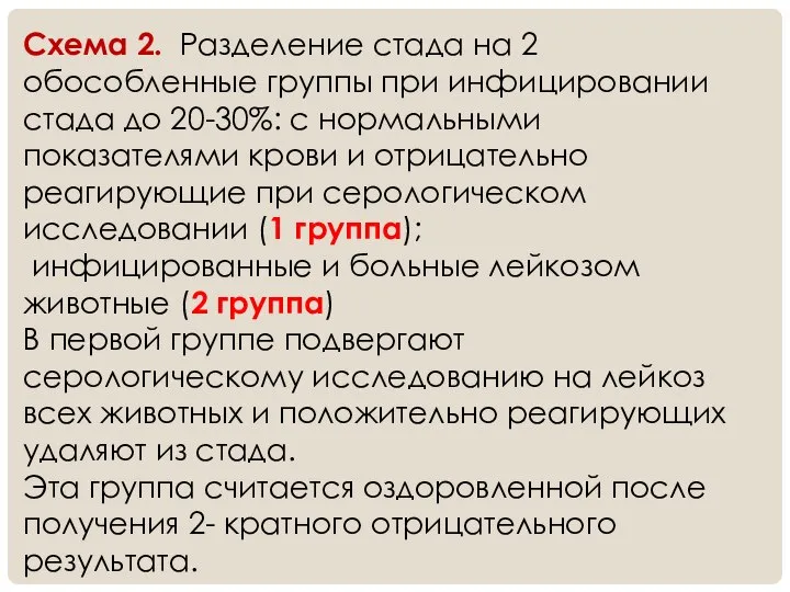 Схема 2. Разделение стада на 2 обособленные группы при инфицировании стада до