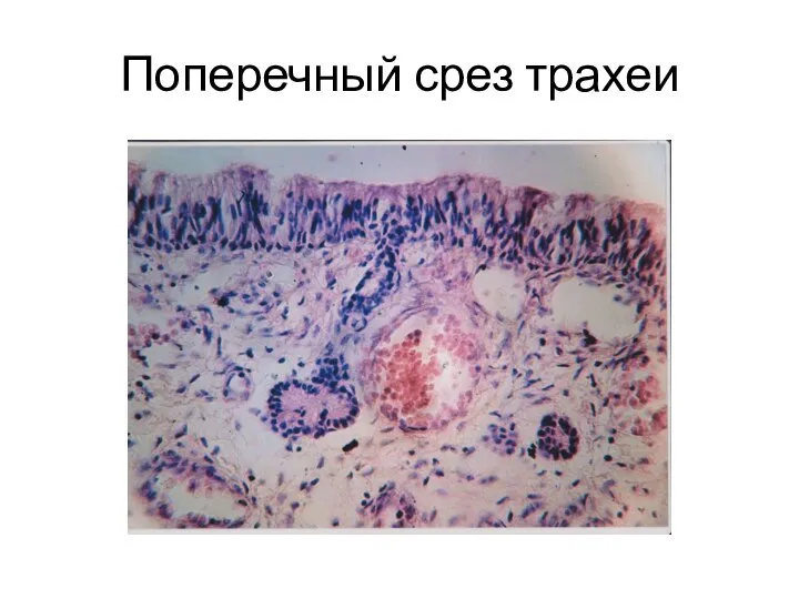 Поперечный срез трахеи