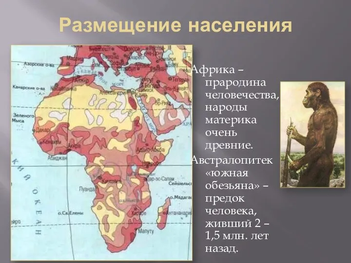 Размещение населения Африка – прародина человечества, народы материка очень древние. Австралопитек «южная