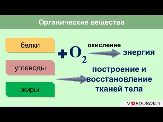 жиры белки углеводы О2 окисление энергия построение и восстановление тканей тела Органические вещества