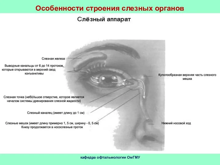 кафедра офтальмологии ОмГМУ Особенности строения слезных органов