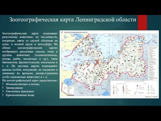 Зоогеографическая карта Ленинградской области Зоогеографическая карта показывает размещение животных, их численность, миграции,