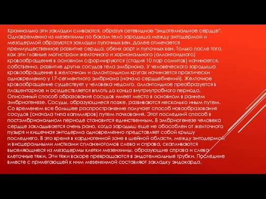 Краниально эти закладки сливаются, образуя сетевидное "эндотелиальное сердце". Одновременно из мезенхимы по