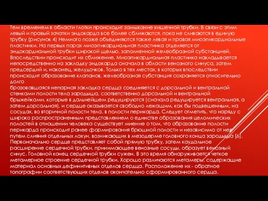 Тем временем в области глотки происходит замыкание кишечной трубки. В связи с