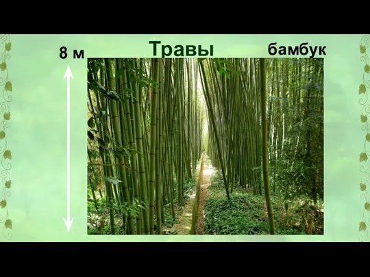 Травы бамбук 8 м