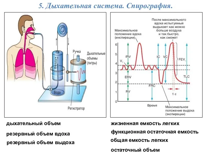 5. Дыхательная система. Спирография. дыхательный объем резервный объем вдоха резервный объем выдоха