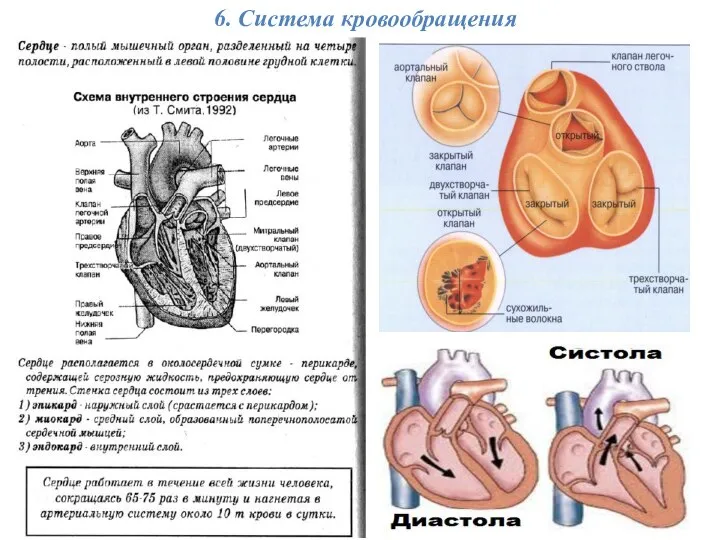 6. Система кровообращения