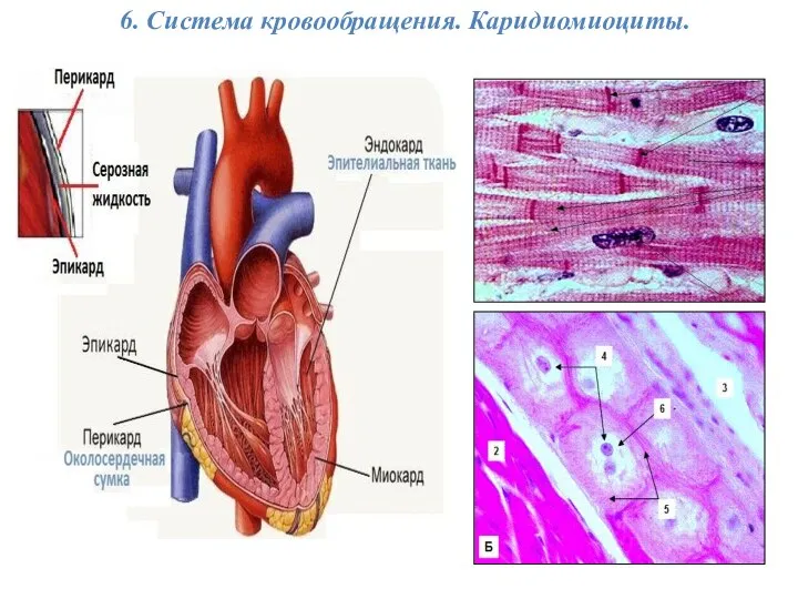 6. Система кровообращения. Каридиомиоциты.