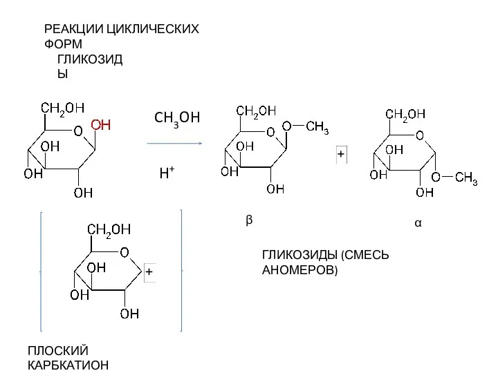 РЕАКЦИИ ЦИКЛИЧЕСКИХ ФОРМ ГЛИКОЗИДЫ CH3OH H+ α β ГЛИКОЗИДЫ (СМЕСЬ АНОМЕРОВ) ПЛОСКИЙ КАРБКАТИОН