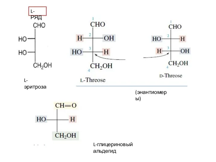 L-РЯД L-эритроза L-глицериновый альдегид (энантиомеры)