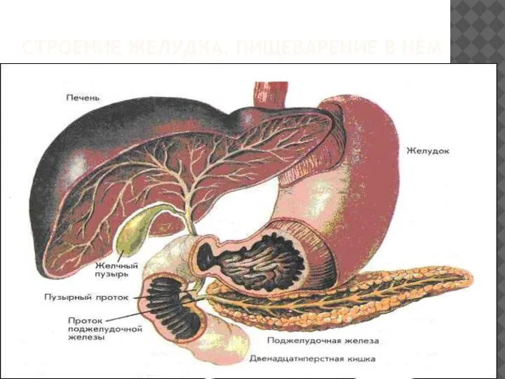 СТРОЕНИЕ ЖЕЛУДКА, ПИЩЕВАРЕНИЕ В НЁМ