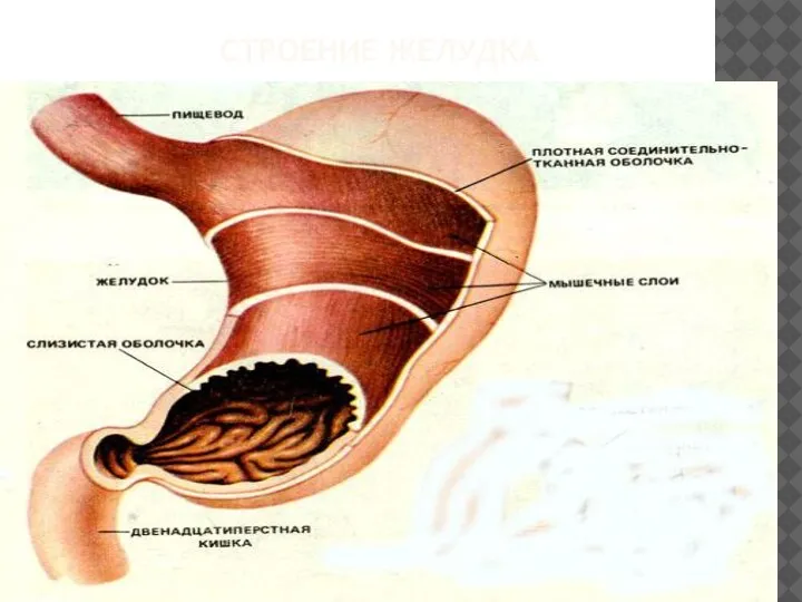 СТРОЕНИЕ ЖЕЛУДКА