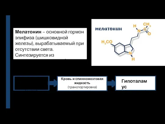 Мелатонин – основной гормон эпифиза (шишковидной железы), вырабатываемый при отсутствии света. Синтезируется из аминокислоты триптофан.