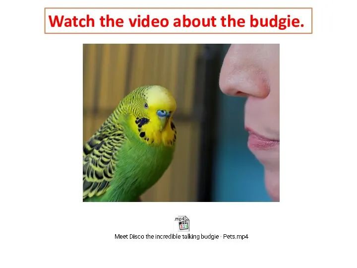 Watch the video about the budgie.