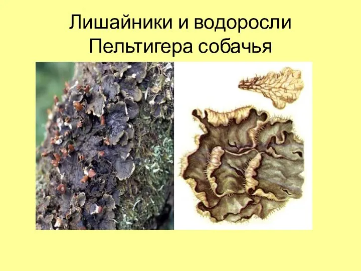 Лишайники и водоросли Пельтигера собачья