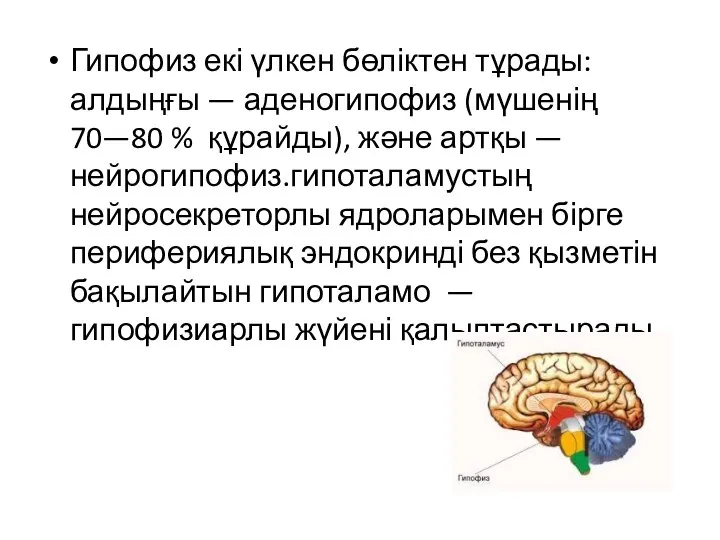 Гипофиз екі үлкен бөліктен тұрады: алдыңғы — аденогипофиз (мүшенің 70—80 % құрайды),