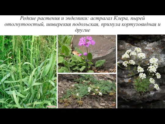 Редкие растения и эндемики: астрагал Клера, пырей отогнутоостый, шиверекия подольская, примула кортузовидная и другие