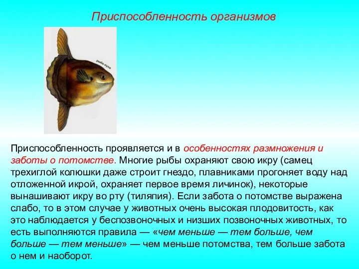 Приспособленность проявляется и в особенностях размножения и заботы о потомстве. Многие рыбы
