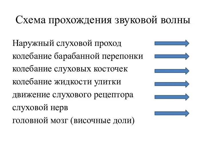 Схема прохождения звуковой волны Наружный слуховой проход колебание барабанной перепонки колебание слуховых