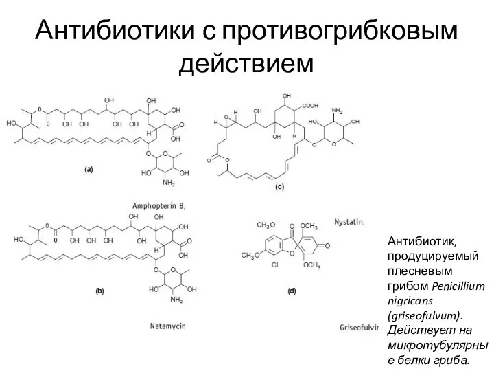 Антибиотики с противогрибковым действием Антибиотик, продуцируемый плесневым грибом Penicillium nigricans (griseofulvum). Действует на микротубулярные белки гриба.