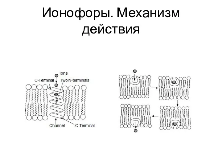 Ионофоры. Механизм действия