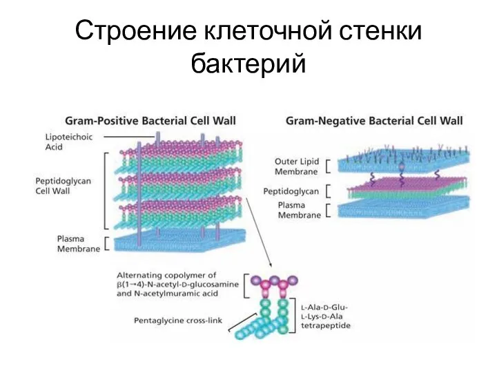 Строение клеточной стенки бактерий