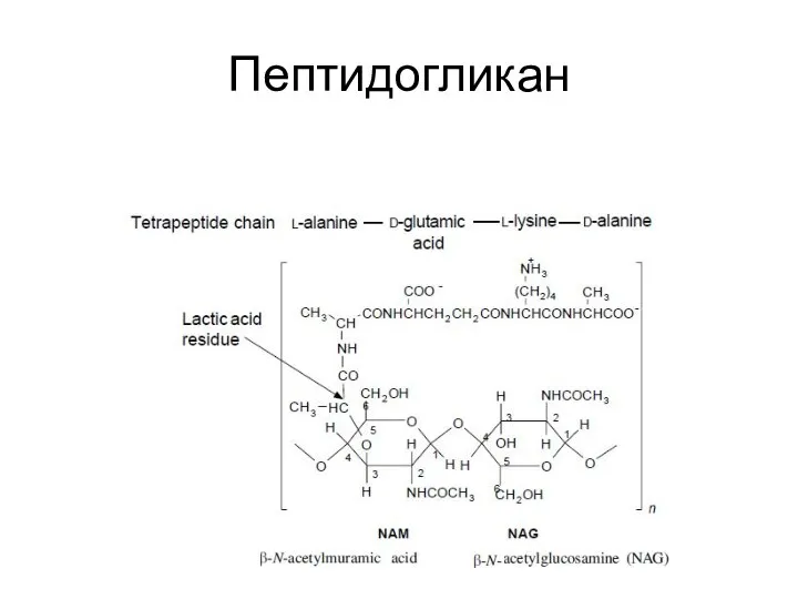 Пептидогликан