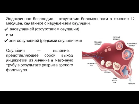 Эндокринное бесплодие – отсутствие беременности в течение 12 месяцев, связанное с нарушением