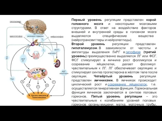 Первый уровень регуляции представлен корой головного мозга и некоторыми мозговыми структурами. В