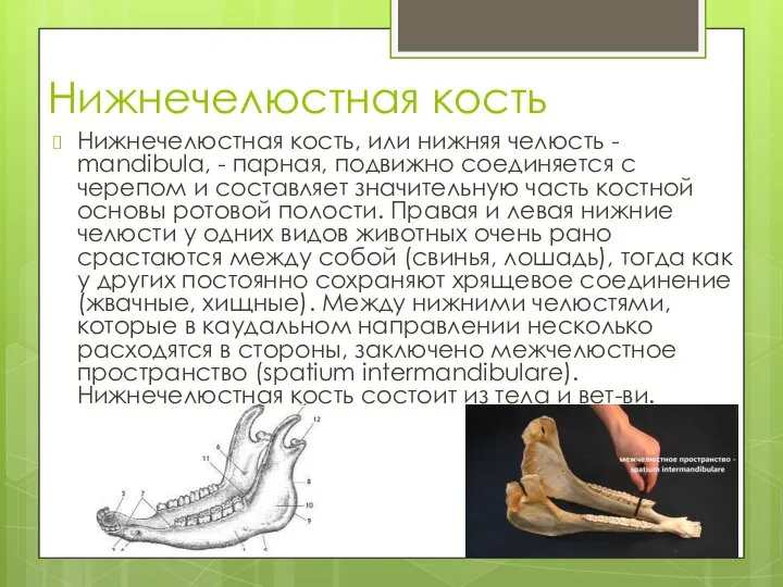 Нижнечелюстная кость Нижнечелюстная кость, или нижняя челюсть - mandibula, - парная, подвижно