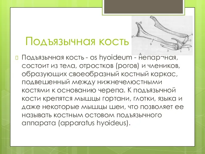 Подъязычная кость Подъязычная кость - os hyoideum - непар¬ная, состоит из тела,