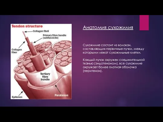 Анатомия сухожилия Сухожилие состоит из волокон, составляющих первичные пучки, между которыми лежат