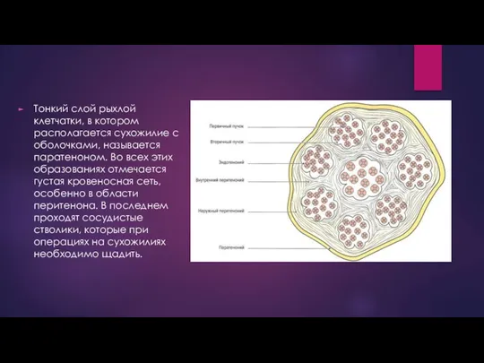 Тонкий слой рыхлой клетчатки, в котором располагается сухожилие с оболочками, называется паратеноном.