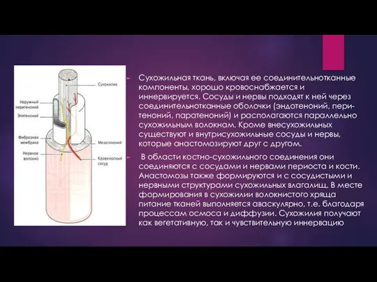 Сухожильная ткань, включая ее соединительнотканные компоненты, хорошо кровоснабжается и иннервируется. Сосуды и