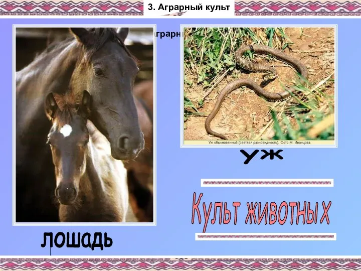 3. Аграрный культ Культ животных лошадь уж 3. Аграрный культ