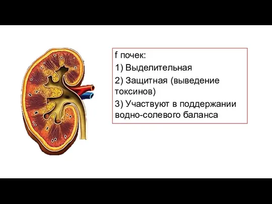 f почек: 1) Выделительная 2) Защитная (выведение токсинов) 3) Участвуют в поддержании водно-солевого баланса