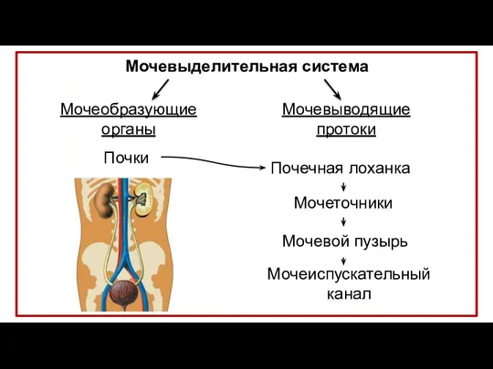 Мочевыделительная система Мочеобразующие органы Мочевыводящие протоки Почки Мочеточники Мочевой пузырь Мочеиспускательный канал Почечная лоханка