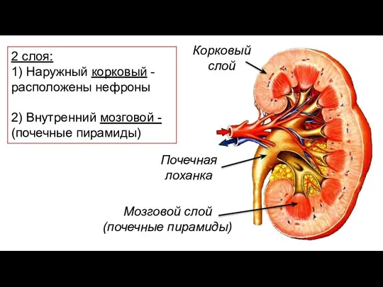 2 слоя: 1) Наружный корковый - расположены нефроны 2) Внутренний мозговой -