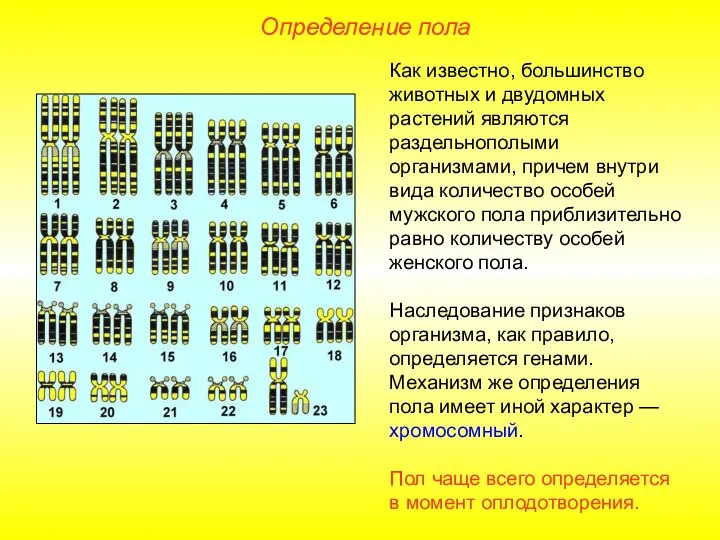 Определение пола Как известно, большинство животных и двудомных растений являются раздельнополыми организмами,