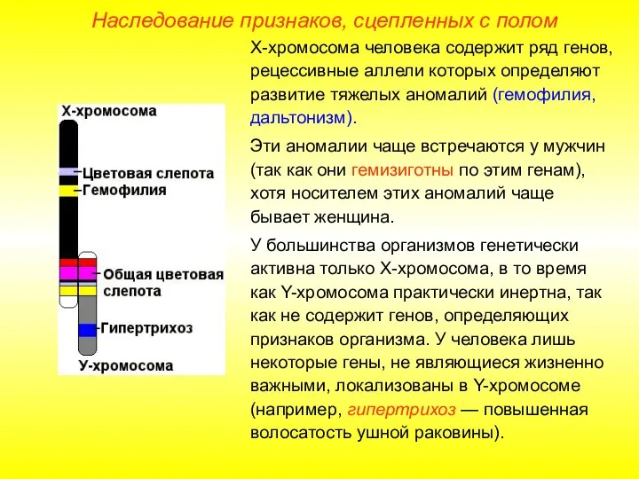 Наследование признаков, сцепленных с полом Х-хромосома человека содержит ряд генов, рецессивные аллели