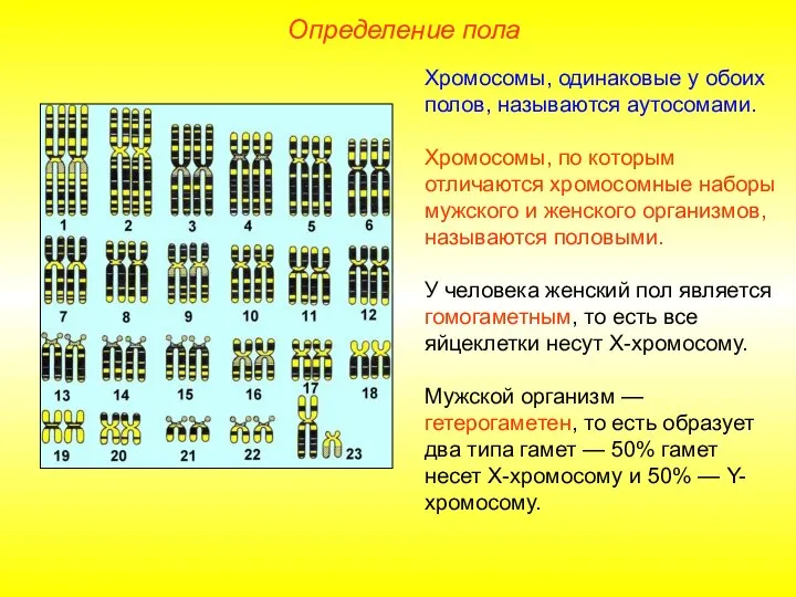 Определение пола Хромосомы, одинаковые у обоих полов, называются аутосомами. Хромосомы, по которым