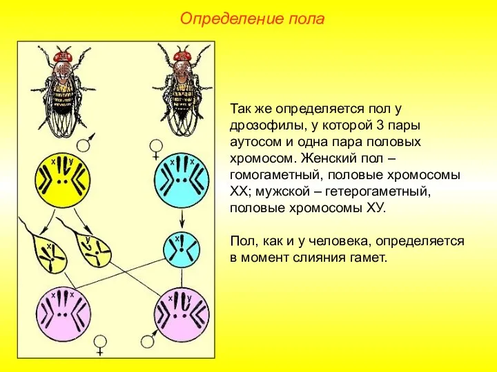 Определение пола Так же определяется пол у дрозофилы, у которой 3 пары