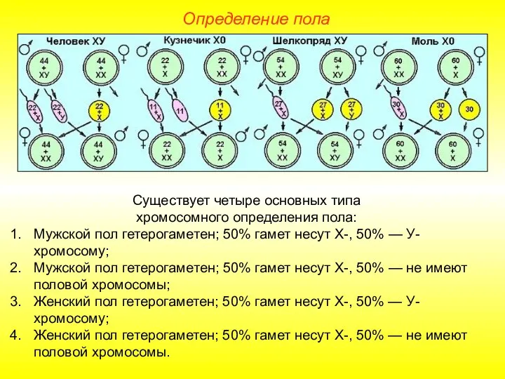 Определение пола Существует четыре основных типа хромосомного определения пола: Мужской пол гетерогаметен;