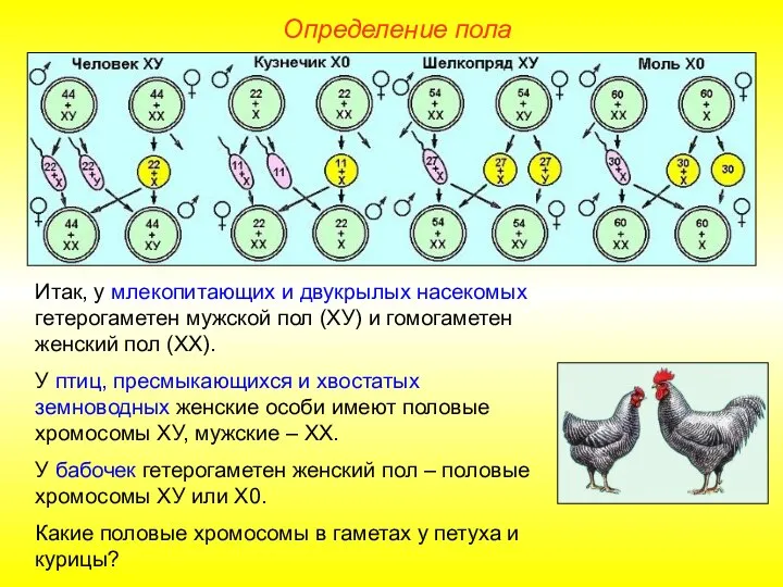 Определение пола Итак, у млекопитающих и двукрылых насекомых гетерогаметен мужской пол (ХУ)