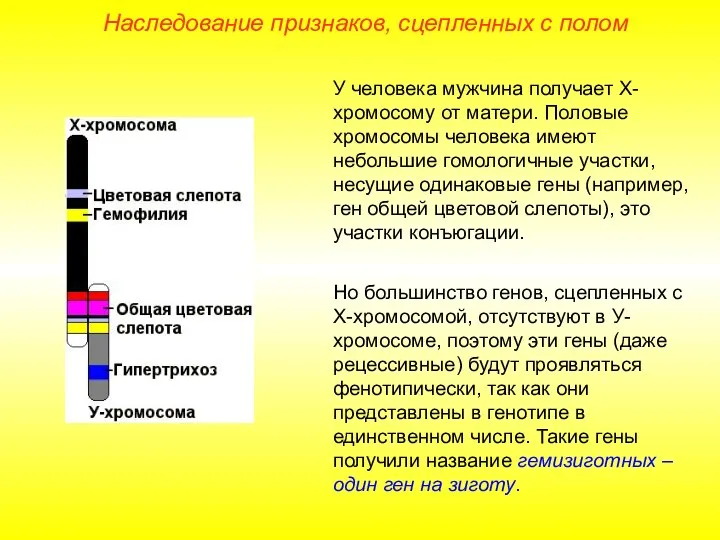 Наследование признаков, сцепленных с полом У человека мужчина получает Х-хромосому от матери.