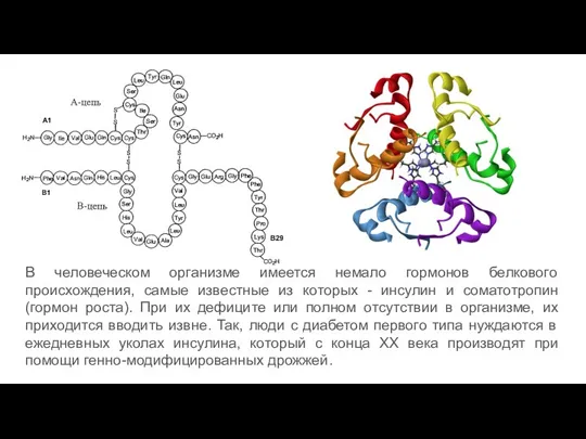 В человеческом организме имеется немало гормонов белкового происхождения, самые известные из которых