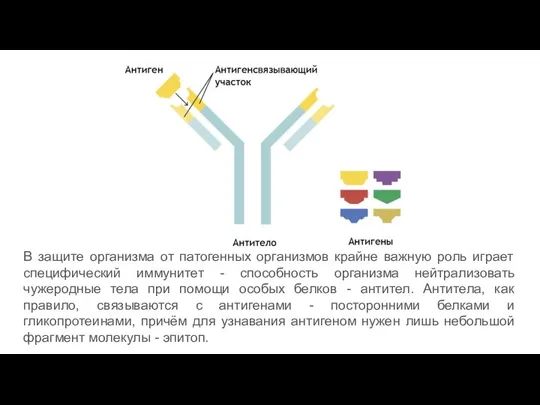 В защите организма от патогенных организмов крайне важную роль играет специфический иммунитет