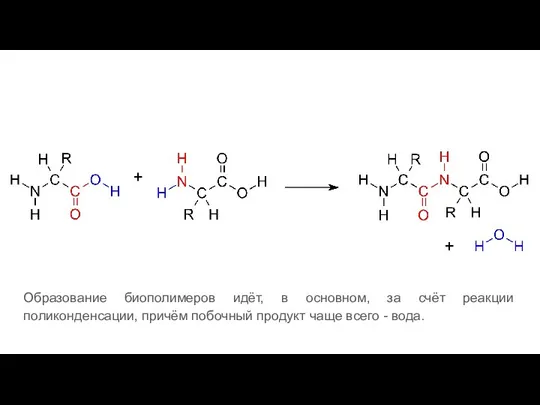 Образование биополимеров идёт, в основном, за счёт реакции поликонденсации, причём побочный продукт чаще всего - вода.